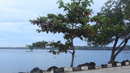 Sea view with green trees on the beach