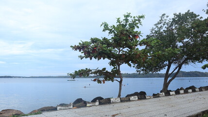 Sea view with green trees on the beach