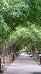 Bamboo tunnel and walkway in the park with natural background.