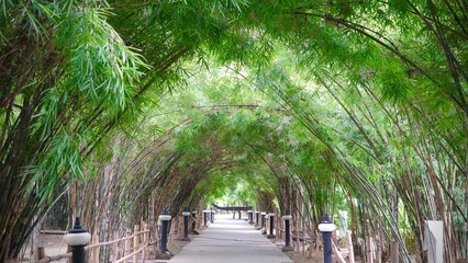 Bamboo tunnel and walkway in the park with natural background.