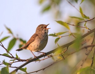 A small nightingale bird singing on a branch amidst lush green foliage with a soft blue sky backdrop