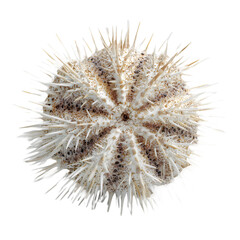 Fototapeta premium Cactus and sea urchin isolated on white background with close-up details of plants and thorns