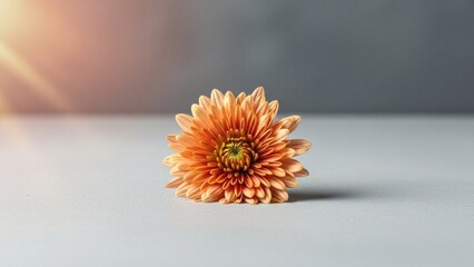 Single Orange Gerber Flower