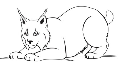 Cute wolf lying down in relaxed pose looking forward