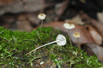 苔の生える湿潤な土壌に小さくてかわいいクヌギタケ科キノコたちが生える（アウトドアフィールド菌・キノコ類マクロ撮影）