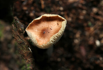 晩秋、成熟してカサが反る薄紅色のシロカラカサタケ属茸（アウトドアフィールド菌・キノコ類マクロ撮影）