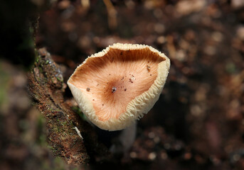 晩秋、成熟してカサが反る薄紅色のシロカラカサタケ属茸（アウトドアフィールド菌・キノコ類マクロ撮影）