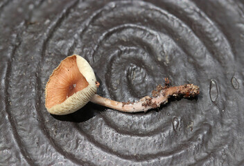 成熟したシロカラカサタケ属茸の全体像（アウトドアフィールド菌・キノコ類マクロ撮影）