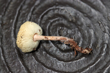 成熟したシロカラカサタケ属茸の白いヒダと柄（アウトドアフィールド菌・キノコ類マクロ撮影）