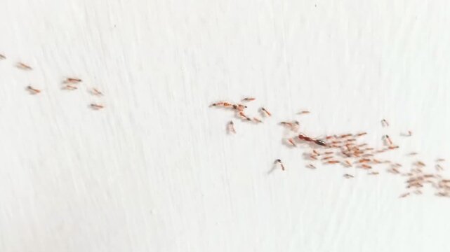 close up of queen ant moving house followed by worker ants on white background
