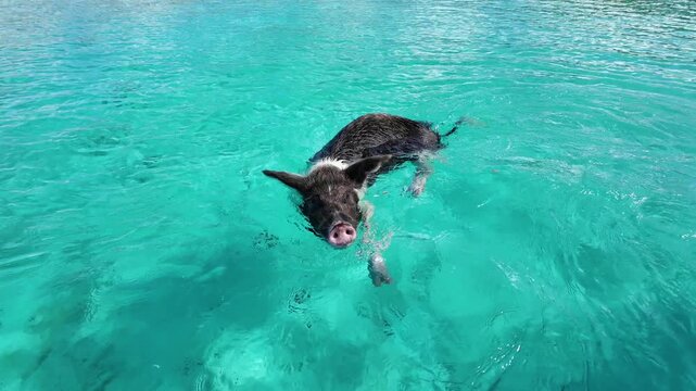 Pig Beach In Exuma Black Point Bahamas. Scenic Wild Marine Animals Swimming In The Sea. Deserted Skyline Grateful Stunning. Grateful Waterfront Shore. Exuma Black Point.