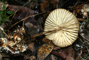 肥沃な土壌にベージュ色のオオホウライタケキノコカサ裏・ヒダ面アップ（自然環境下ストロボマクロ撮影）