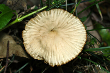 扁平無毛、ふにゃふにゃなミゾの入ったオオホウライタケキノコのカサ表面アップ（アウトドアフィールド菌・キノコ類マクロ撮影）