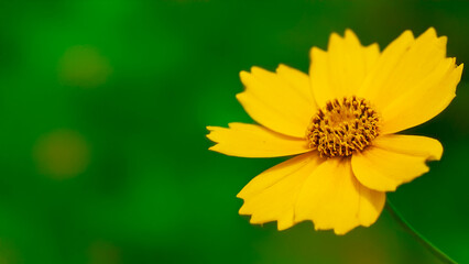 Sword-leaved Coreopsis and green background