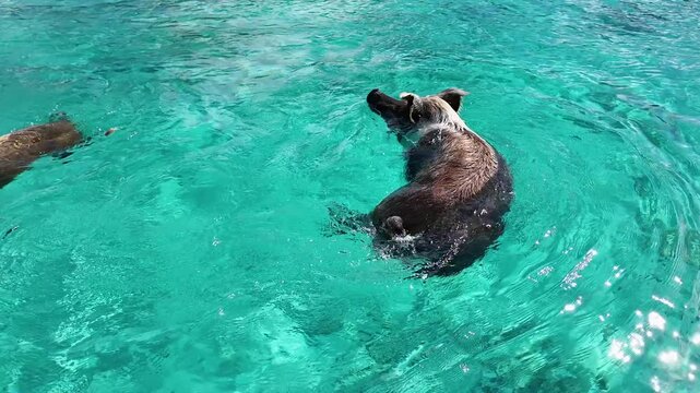 Pigs Beach In Exuma Islands Nassau Bahamas. Bird Eye View Of A Amazing Coastal Beach In The Summer Holiday. Shore Sky Beach Sea. Seaside Panoramic. Exuma Islands Nassau.