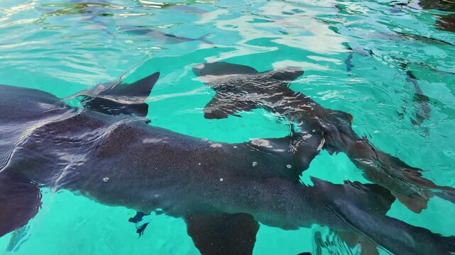 Swimming With Sharks In Exuma Black Point Bahamas. Scenic Wild Marine Animals Swimming In The Sea. Shore Horizon Beach Sea. Shore Scenic Coastline. Exuma Black Point.