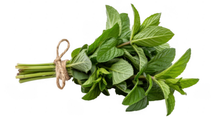 Bunch of fresh mint leaves tied with twine green leaves isolated on a transparent background