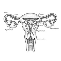 Detailed black and white hand drawn illustration of human uterus anatomy, realistic proportions and blood vessel structure, fine ink lines with soft shading, vintage medical engraving style, high clar