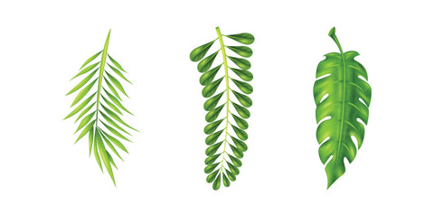 Elegant vector illustration of tropical leaves and palm fronds isolated on white background, ideal for summer design, exotic decoration, botanical elements, and eco projects © ShapeAlchemy