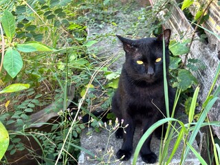 Black Cat with Yellow Eyes Sitting Among Green Plants Outdoors