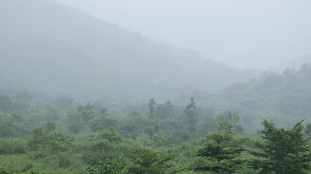 Gentle rain falls over vibrant green jungle, fog weaving through trees and distant hills creating dreamy tropical atmosphere. Serenity.