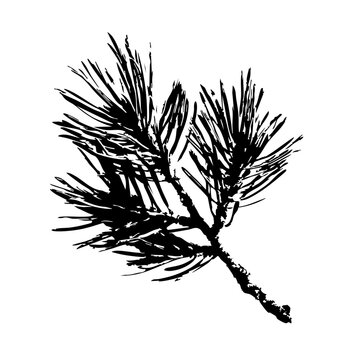 Detailed black pine branch silhouette with long needles, realistic conifer twig illustration for Christmas, winter holiday, forest design, nature logo, stamp, print, decoration, isolated on white.