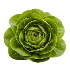 Fototapeta premium Green lettuce isolated on transparent background