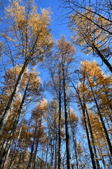 秋の上高地　カラマツ