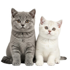 Obraz premium Cute scene with fluffy feline duo against a transparent backdrop.