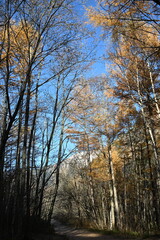 秋の上高地　カラマツ