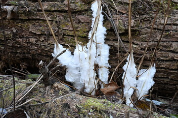 シモバシラの氷華