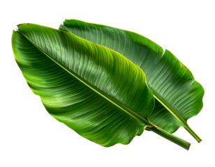 Two vibrant green, large, ribbed leaves overlap diagonally