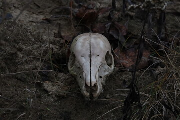 skull in the woods