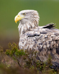 Adult eagle portrait in the bog landscape