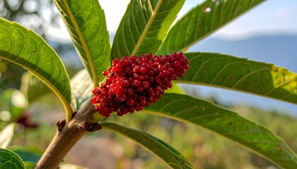 Exotic Spice Markets  - Sumac Berries Red in Lebanese Bekaa Valley Summer Stall