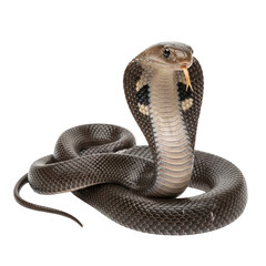 Fototapeta premium Snake on transparent background close-up. Venomous cobra with spread hood and fangs visible.