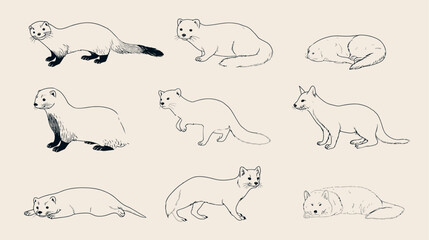 Hand-drawn line art collection of diverse mustelid animals: weasels, martens, and stoats in various poses. Wildlife illustration set.
