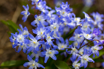Scilla siberica - blue Scilla Squill flower in early spring - solft focus