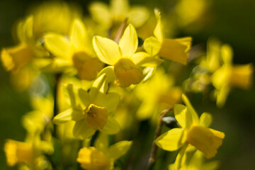 the daffodil, Narcissus pseudonarcissus, yellow narcissus flowers in a park, springtime