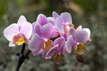 Beautiful pink orchid  - phalaenopsis on blurred background