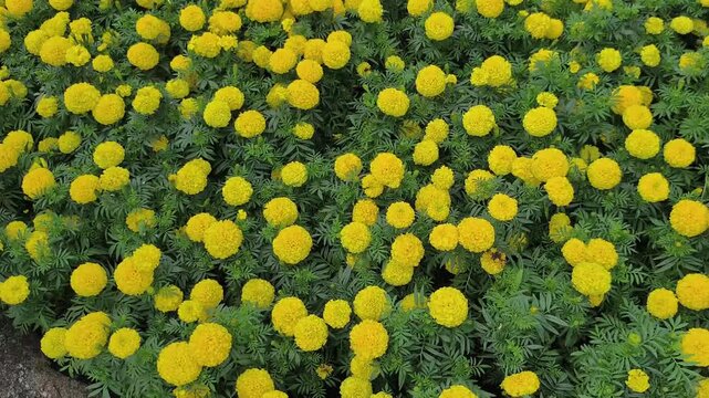 Video footage 4k. Vibrant field yellow French Marigolds or Tagetes patula with dense green foliage. Overhead shot captures lush carpet of blooming flowers perfect for garden and nature themes