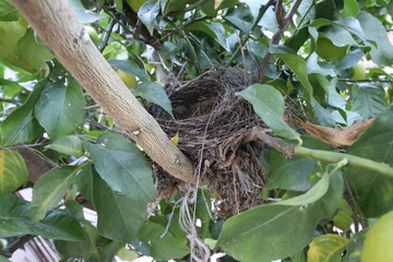 Empty nest of tit birds in the lemon tree © mercepararols