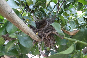 Empty nest of tit birds in the lemon tree © mercepararols