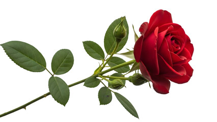 Obraz premium A single red rose isolated on transparent background