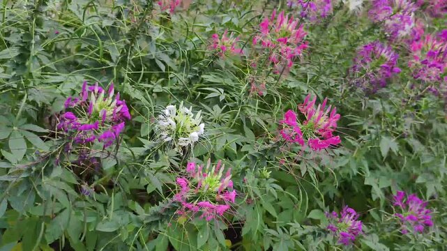 Vibrant purple pink and white spider flowers or Cleome hassleriana blooming lush green summer garden. Floral field features tall stalks and unique spiky petals full bloom