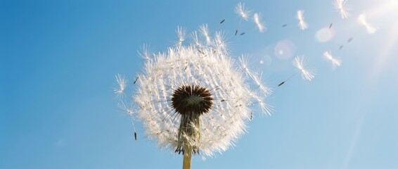 Dandelion Seed Dispersal in Nature Against Clear Blue Sky, Close-Up Photography of Flower, Outdoor Environment, Macro View, Concept of Growth