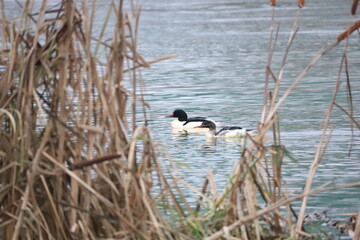 great crested grebe