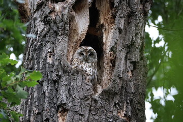owl on tree