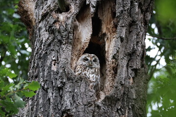 owl on tree