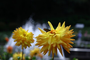 色鮮やかな大輪